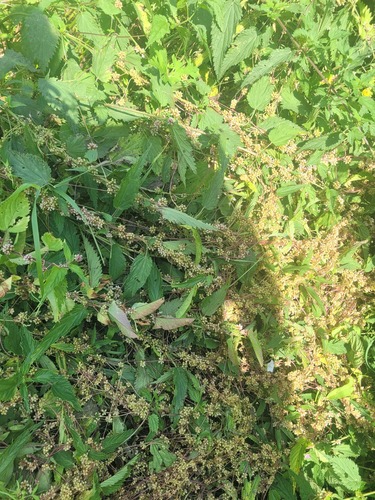 Greater dodder (Cuscuta europaea)