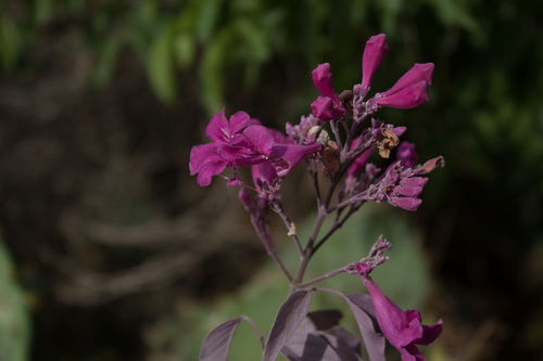 Cuspidaria argentea (Cuspidaria argentea)