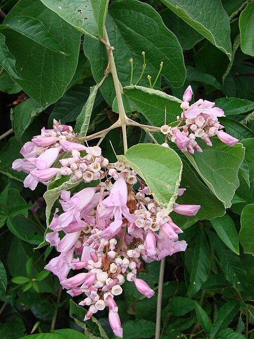 Cuspidaria floribunda: Cuspidaria floribunda (DC.)A.H.Gentry - BIGNONIACEAE - Jardim Botânico de Brasília - Distrito Federal - Brasil.