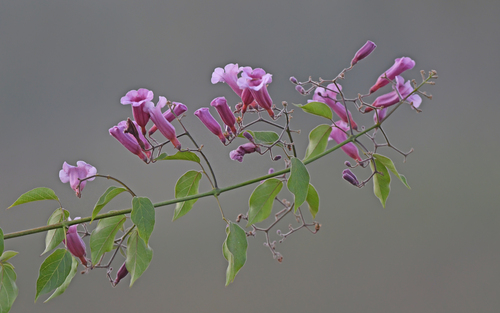 Cuspidaria lachnaea (Cuspidaria lachnaea)