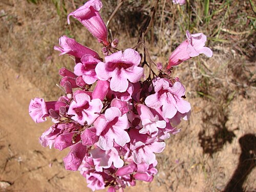 Cuspidaria pulchra: Arrabidaea pulchra , Bignoniaceae - Brasilien/Brasil: Distrito Federal, Jardim Botanico de Brasília
