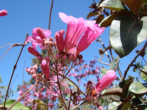 Cuspidaria pulchra: Arrabidaea pulchra , Bignoniaceae - Brasilien/Brasil: Distrito Federal, Jardim Botanico de Brasília