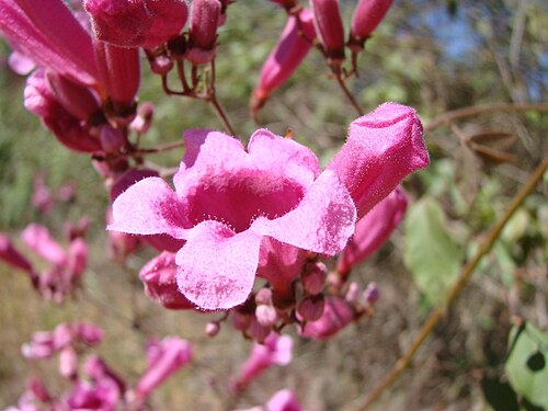 Cuspidaria pulchra: Arrabidaea pulchra , Bignoniaceae - Brasilien/Brasil: Distrito Federal, Jardim Botanico de Brasília