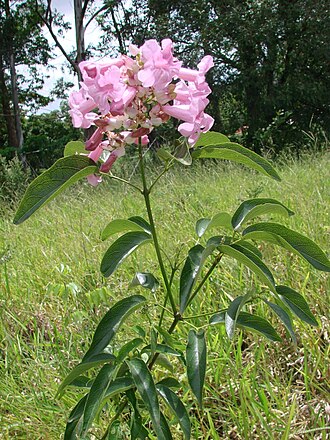 Cuspidaria sceptrum: Cuspidaria sceptrum (Cham.) L.G. Lohmann - Sin: Arrabidaea sceptrum - BIGNONIACEAE - Parque Olhos D'Água - Brasília - Distrito Federal - Brasil.