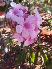 Cuspidaria sceptrum (Cuspidaria sceptrum)