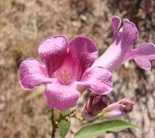 Cuspidaria sceptrum: Cuspidaria sceptrum (Cham.) L.G.Lohmann - ( bas. Bignonia sceptrum Cham. ; sin. hom. Arrabidaea sceptrum (Cham.) Sandwith ) - BIGNONIACEAE - Parque Estadual dos