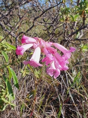 Cuspidaria sceptrum (Cuspidaria sceptrum)