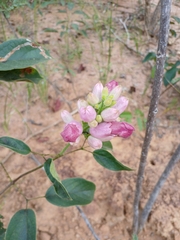 Cuspidaria sceptrum (Cuspidaria sceptrum)