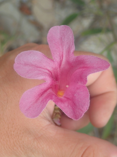 Cuspidaria sceptrum (Cuspidaria sceptrum)
