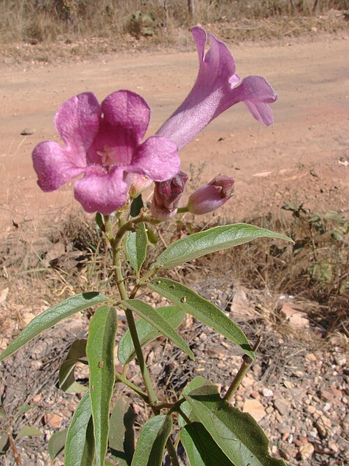Cuspidaria sceptrum: Cuspidaria sceptrum (Cham.) L.G.Lohmann - ( bas. Bignonia sceptrum Cham. ; sin. hom. Arrabidaea sceptrum (Cham.) Sandwith ) - BIGNONIACEAE - Parque Estadual dos