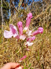 Cuspidaria sceptrum (Cuspidaria sceptrum)