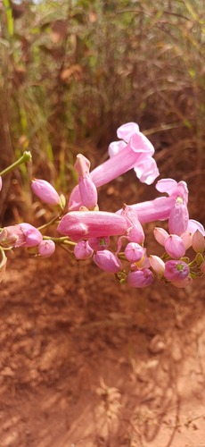 Cuspidaria sceptrum (Cuspidaria sceptrum)