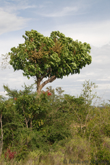 Cussonia angolensis (Cussonia angolensis)