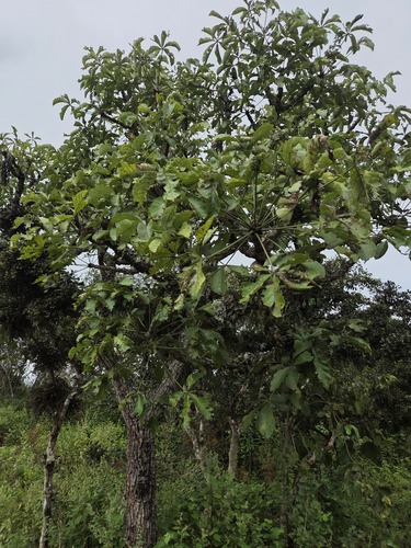Cussonia arborea (Cussonia arborea)