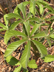 Cussonia arborea (Cussonia arborea)