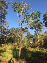 Cussonia arborea (Cussonia arborea)