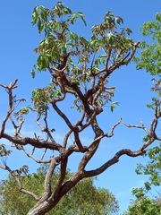 Cussonia arborea (Cussonia arborea)