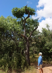 Cussonia arborea (Cussonia arborea)