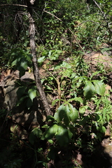 Cussonia arborea (Cussonia arborea)