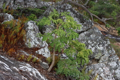 Cussonia arborea (Cussonia arborea)