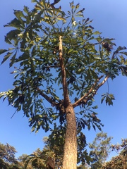 Cussonia arborea (Cussonia arborea)