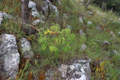Cussonia arborea (Cussonia arborea)