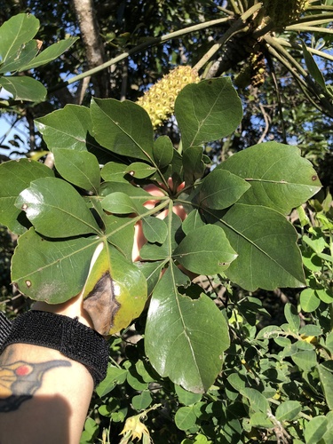 Sand cabbage-tree (Cussonia arenicola)