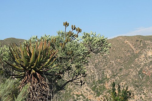 Cussonia gamtoosensis: Gamtoos Cabbagetree