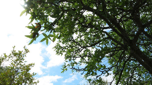 Rock cabbage tree (Cussonia natalensis)