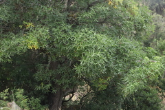 Rock cabbage tree (Cussonia natalensis)