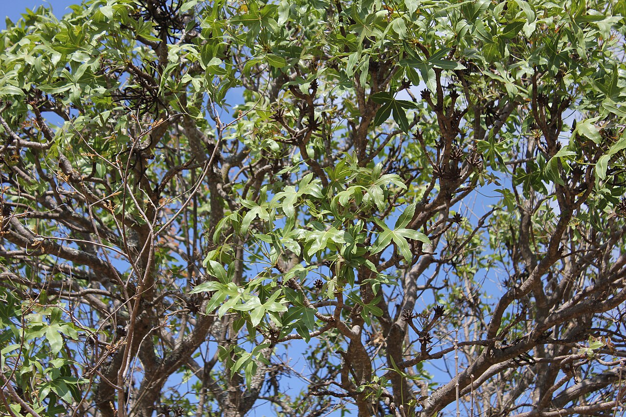 Rock cabbage tree: Foliage in the canopy of Cussonia natalensis