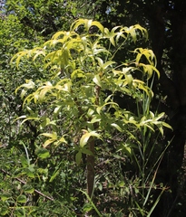 Rock cabbage tree (Cussonia natalensis)