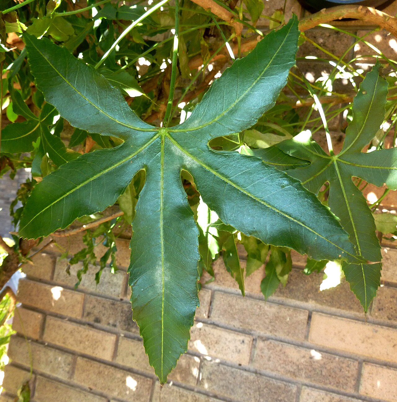 Rock cabbage tree: Leaf of a Rock cabbage tree ( C. natalensis ) at Mthonjaneni in northern KwaZulu-Natal