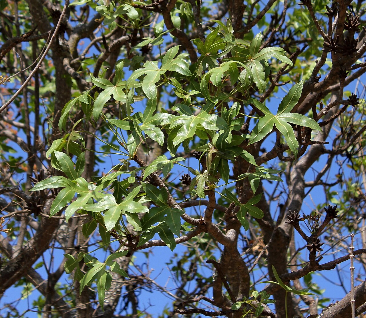 Rock cabbage tree: Foliage of Cussonia natalensis