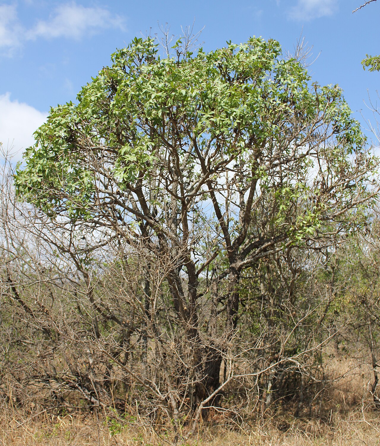 Rock cabbage tree: Habit of Cussonia natalensis