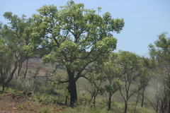 Rock cabbage tree (Cussonia natalensis)