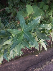 Rock cabbage tree (Cussonia natalensis)
