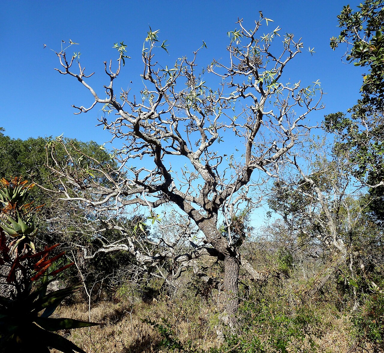 Rock cabbage tree: Habit of a Rock cabbage tree ( C. natalensis ) at eMakhosini in northern KwaZulu-Natal