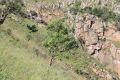 Rock cabbage tree (Cussonia natalensis)