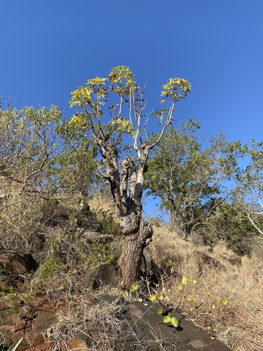 Rock cabbage tree (Cussonia natalensis)