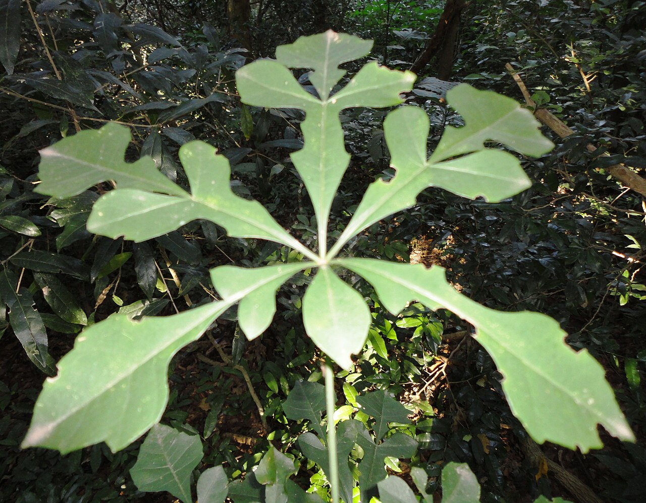 Cussonia nicholsonii: Compound leaf of a Wedge-fruited cabbage tree, Burman Bush Nature Reserve, Durban