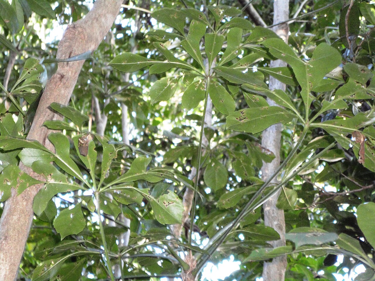 Cussonia nicholsonii: Foliage of a Wedge-fruited cabbage tree, Burman Bush Nature Reserve, Durban