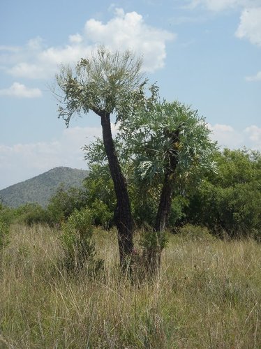 Cussonia paniculata (Cussonia paniculata)