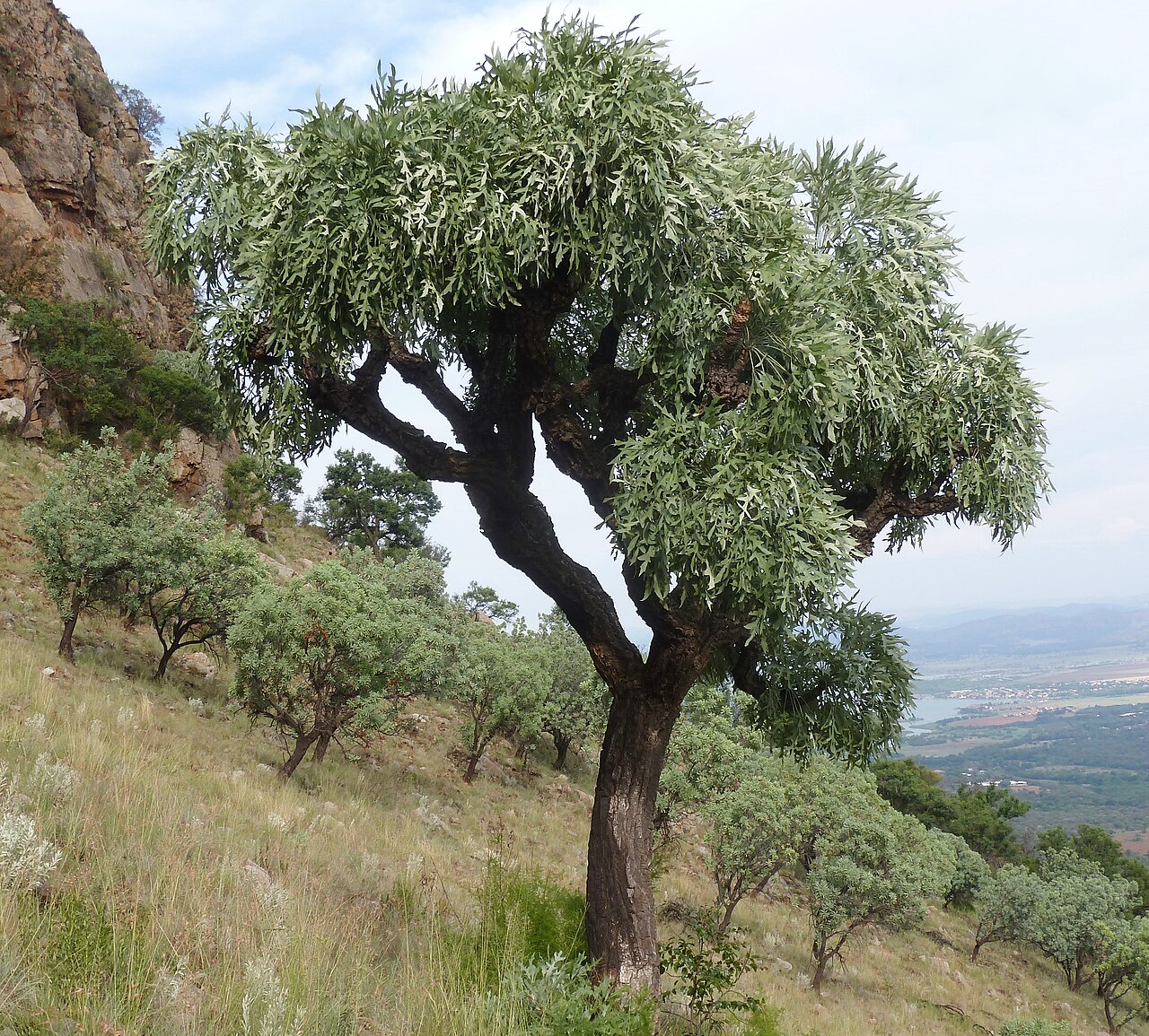 Cussonia paniculata: Highveld cabbage tree on the southern slope of the Magaliesberg near Skeerpoort, North West. Protea caffra grows in the background.