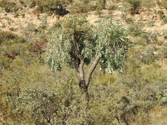 Cussonia paniculata (Cussonia paniculata)