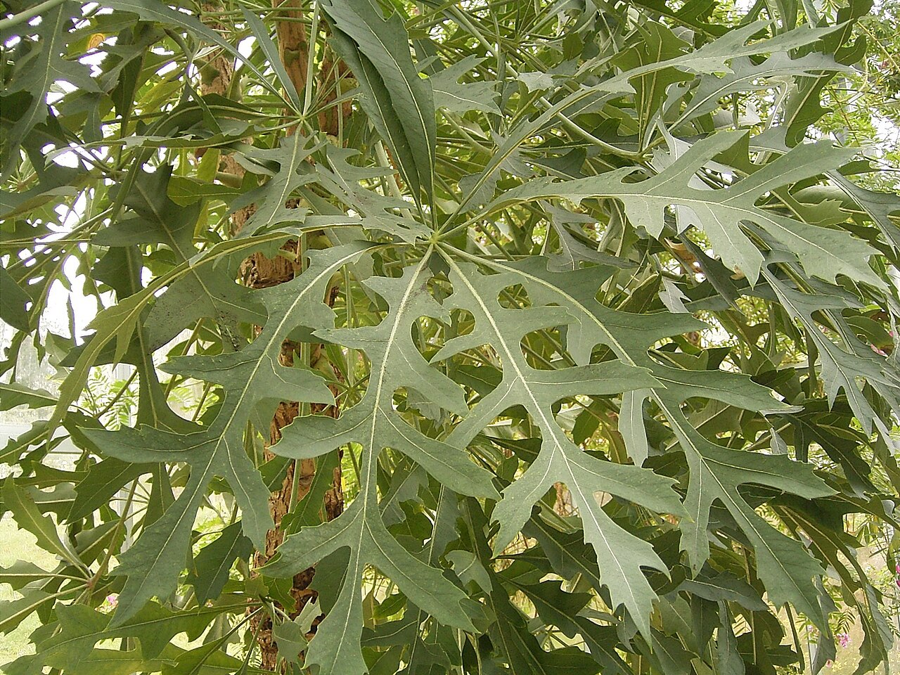 Cussonia paniculata: Cussonia paniculata