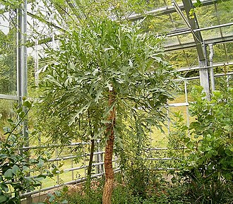 Cussonia paniculata: Cussonia paniculata BG Bochum, Germany