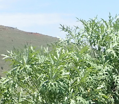 Cussonia paniculata (Cussonia paniculata)