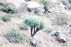 Cussonia paniculata (Cussonia paniculata)