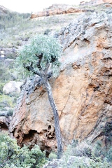 Cussonia paniculata (Cussonia paniculata)